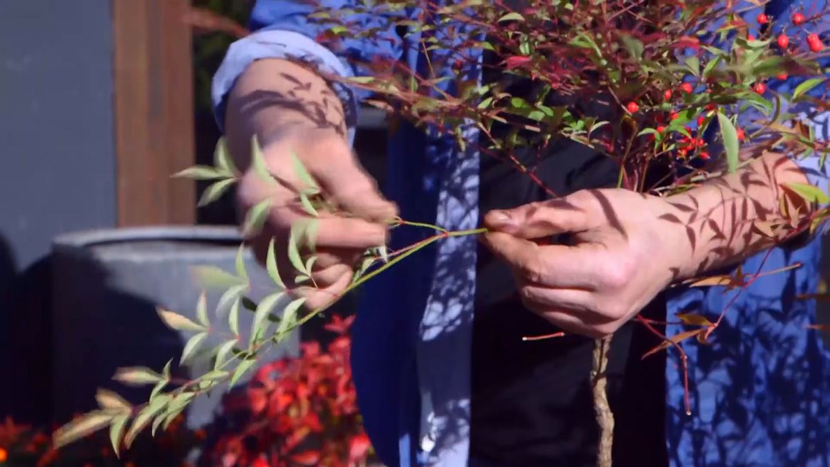 brico 937 3 variedades nandinas bambu sagrado hojas