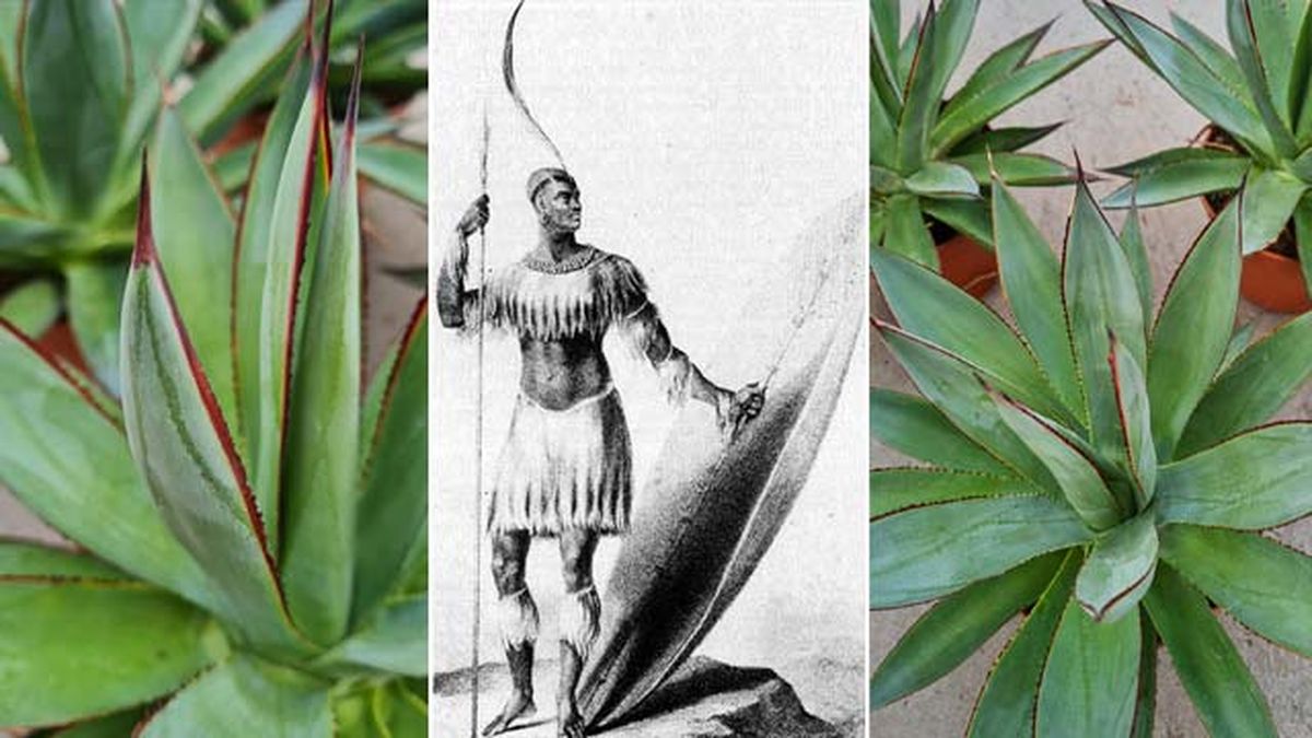 origen del agave shaka zulu