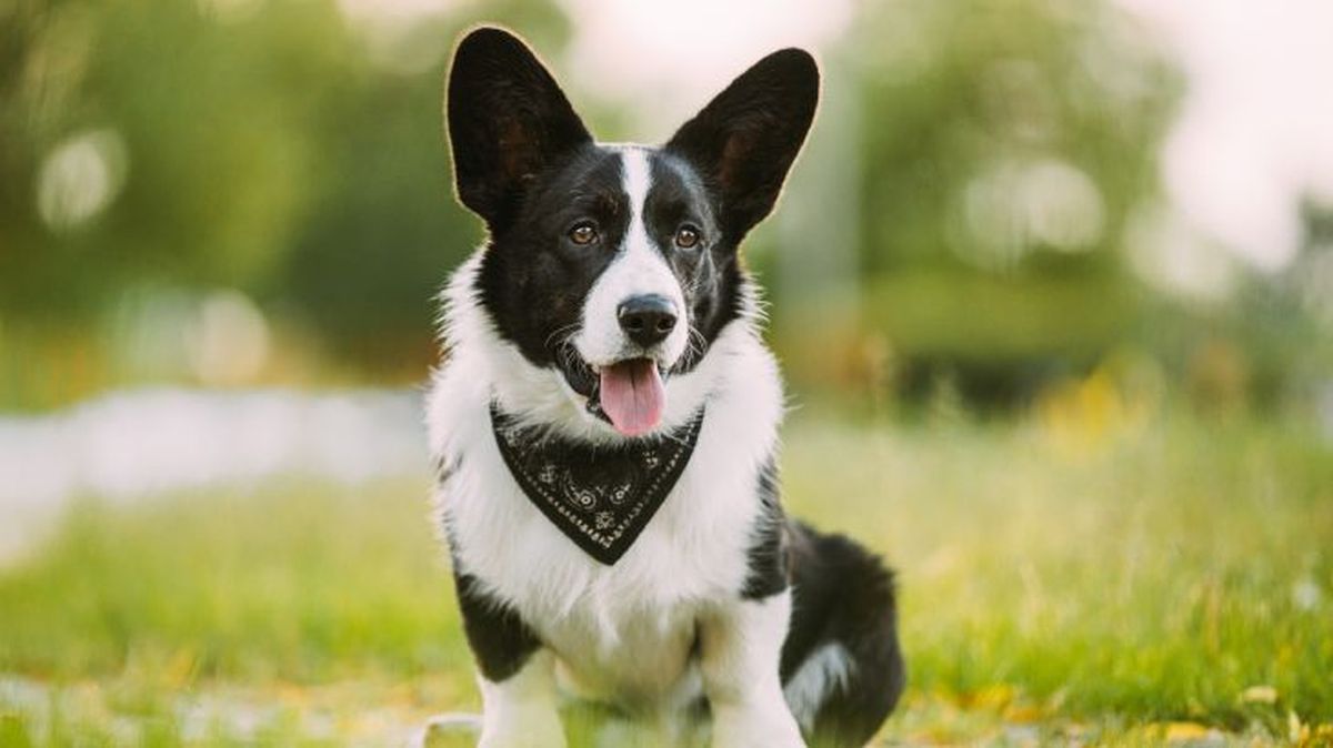 corgi gales de pembroke 3