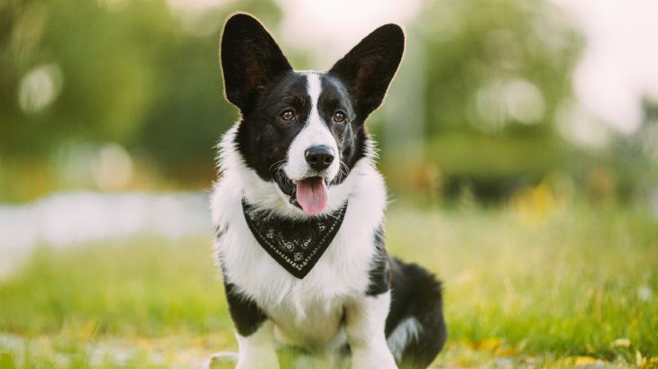 corgi gales de pembroke 3