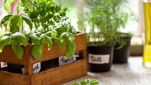 plantas aromaticas2