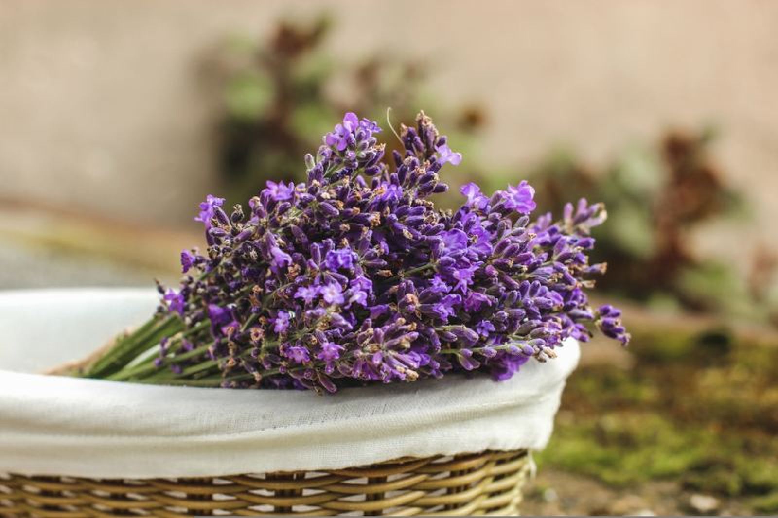 Lavanda