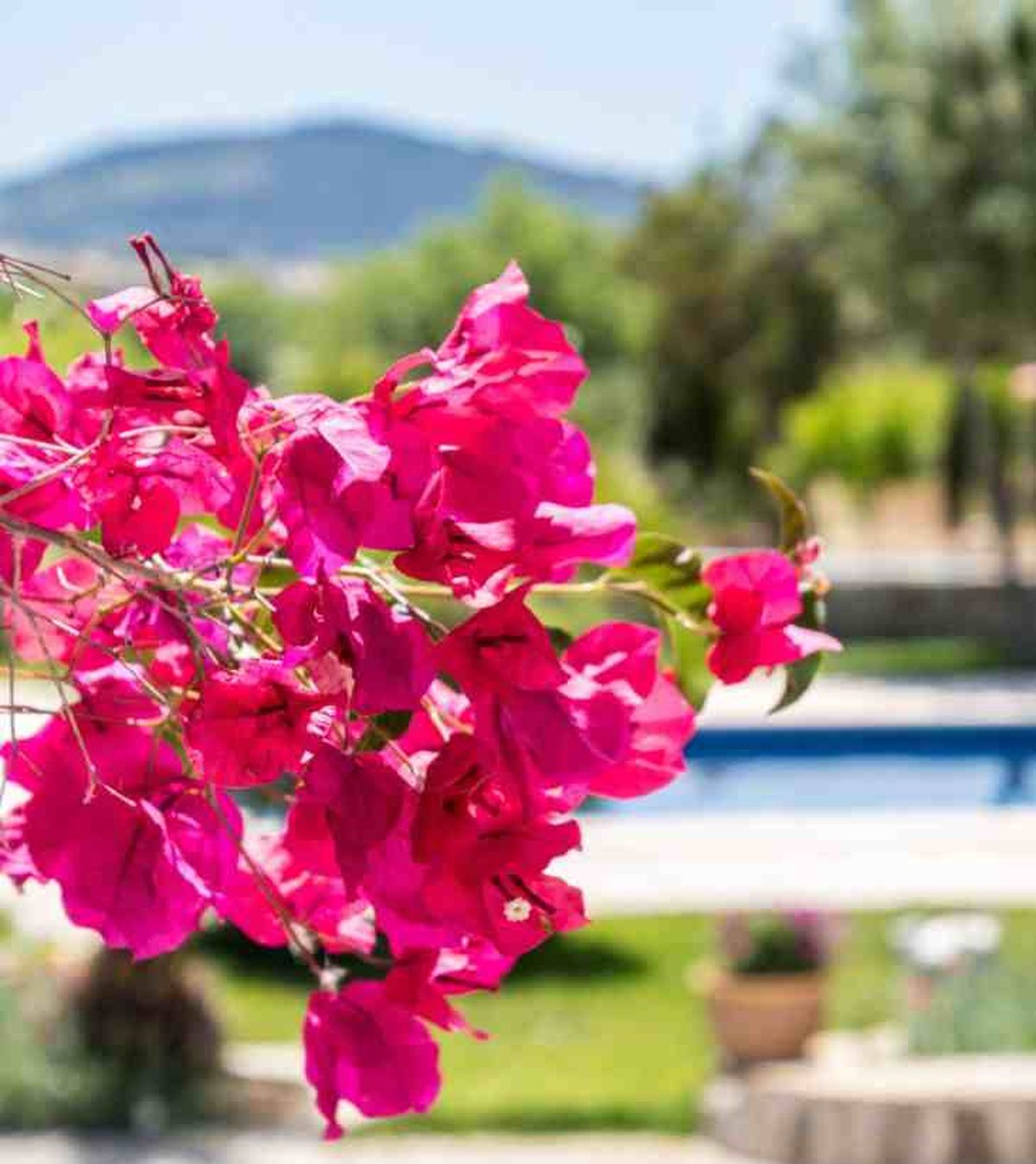 cuando podar la buganvilla