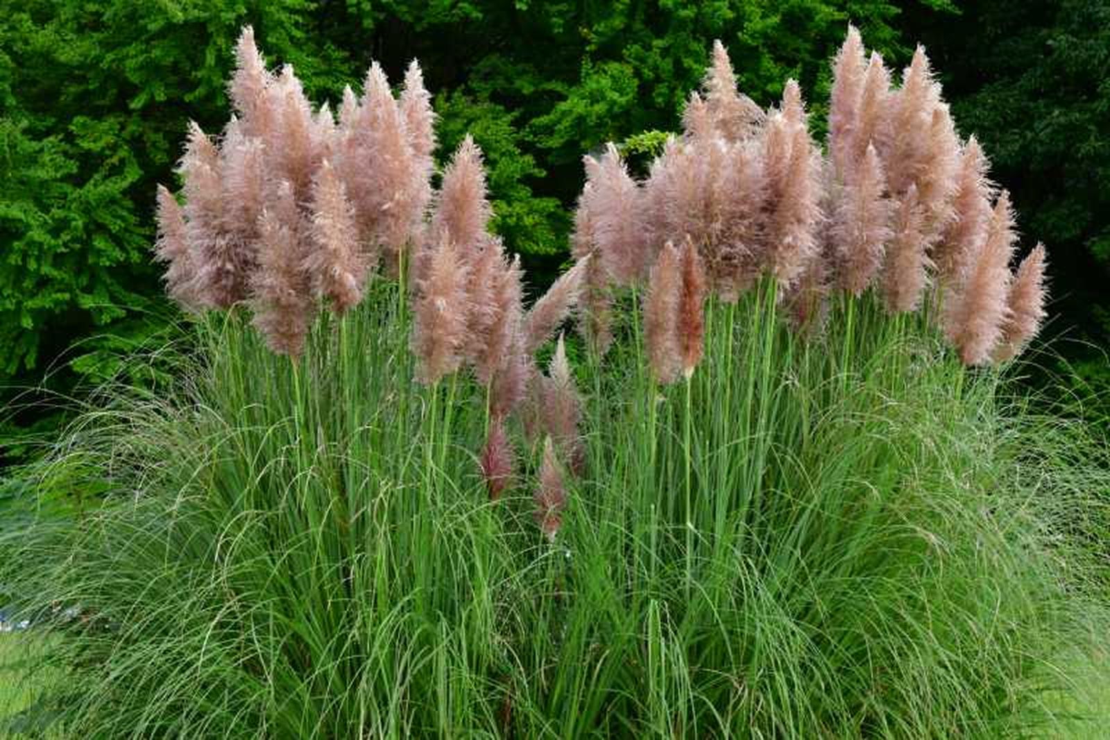 Hierba de la pampa (Cortaderia selloana)