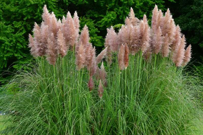 Hierba de la pampa (Cortaderia selloana)