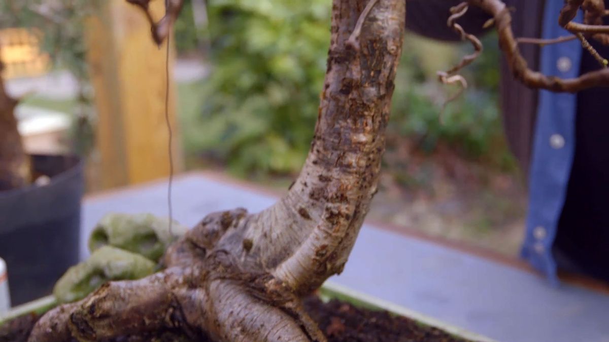 brico 0897 jardineria como crear micro paisaje bonsais