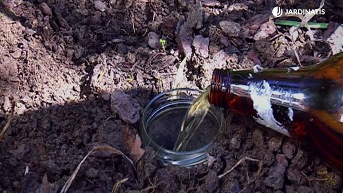 cerveza para evitar caracoles babosas brico 431 jardinatis