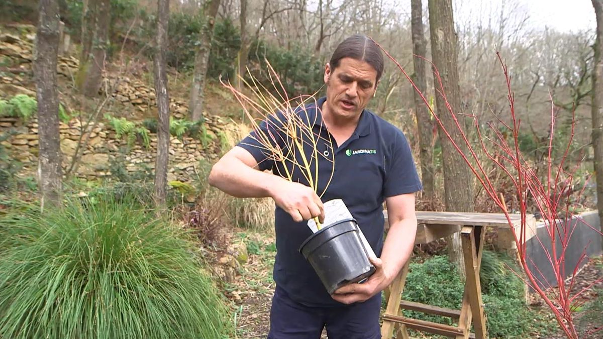 brico 1025 jardin Acer Palmatum Bi Hoo xl