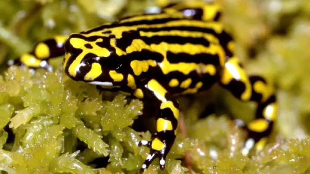 animales australianos rana corroboree (1)