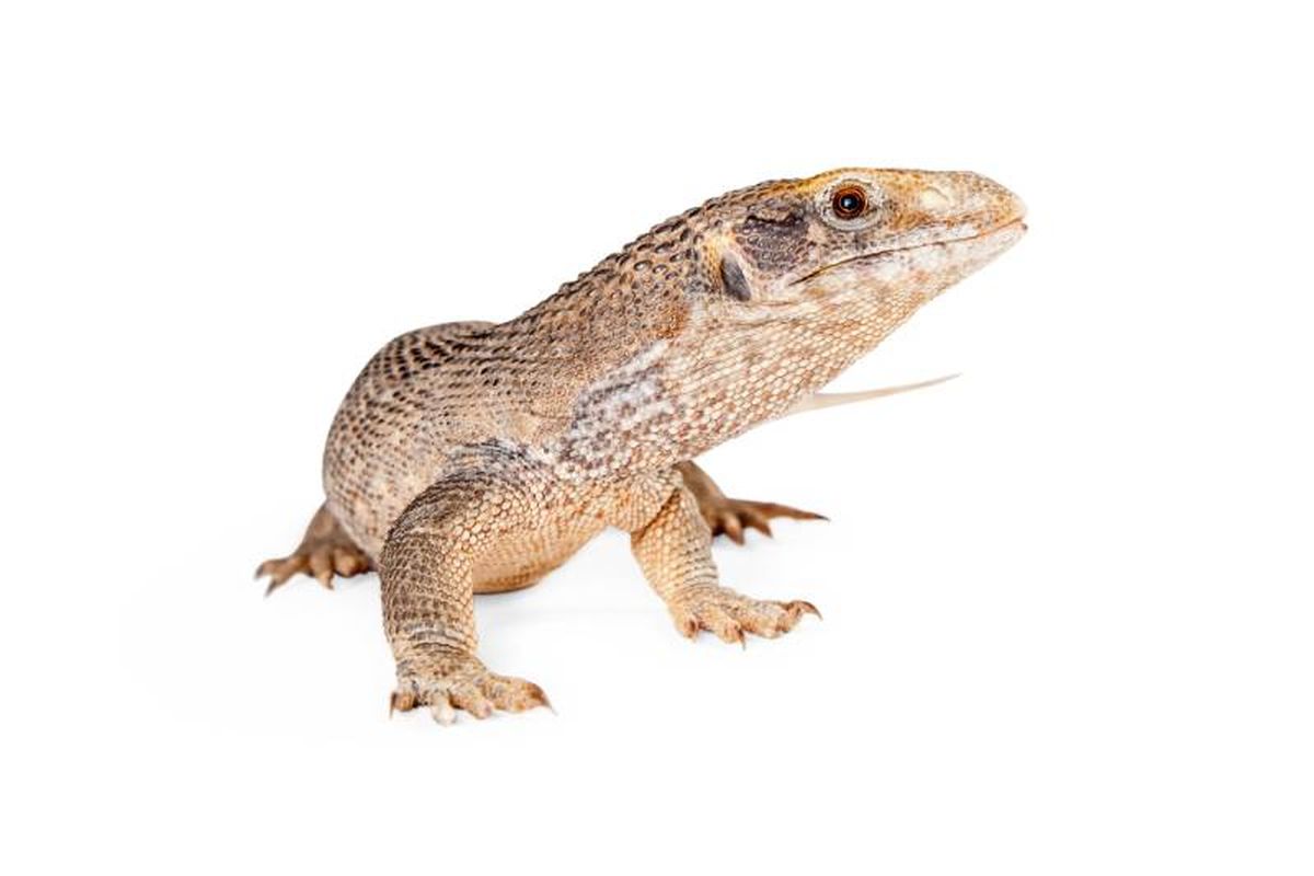 Las hembras son capaces de poner de 15 a 30 huevos por puesta que son enterrados bajo la tierra.