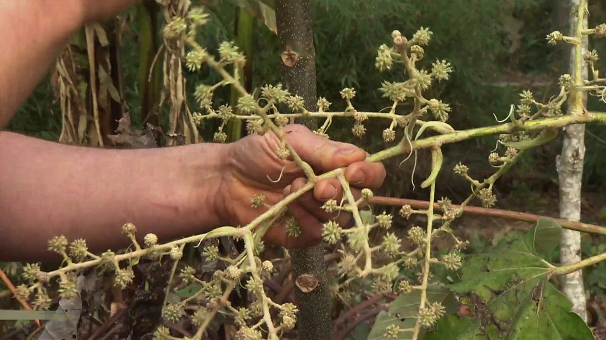 deco 760 jardin floracion del tetrapanax