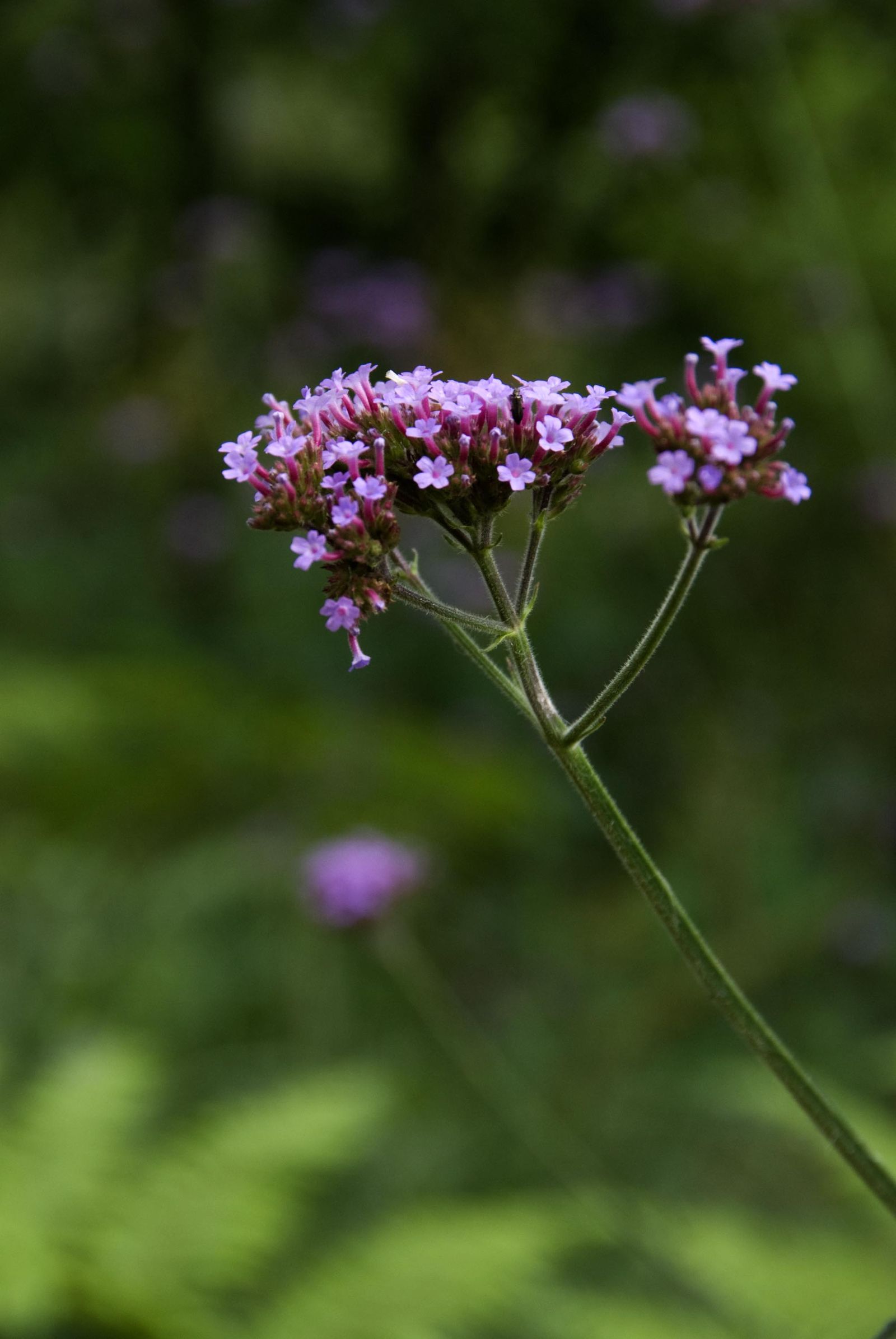 verbena bonarensis 01