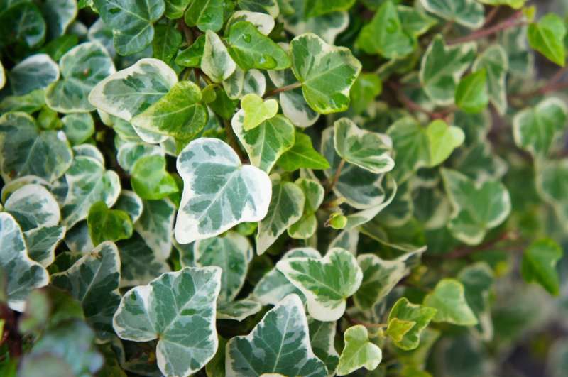 Hedera helix Glacier