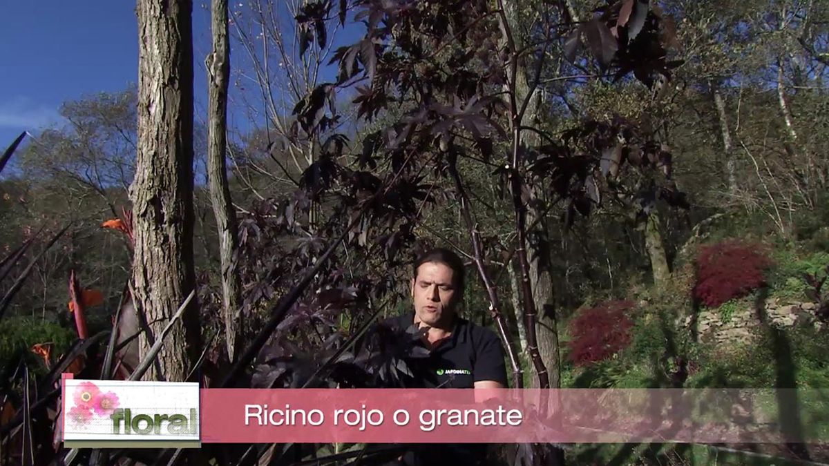 deco 757 jardin ricino rojo o granate