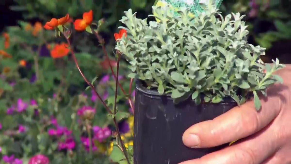 deco 687 plantas rocalla cerastium