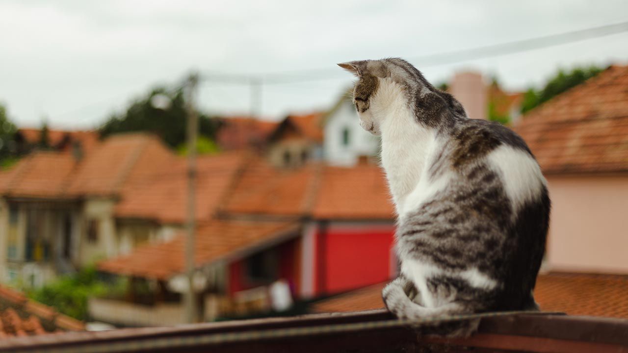 sindrome paracaidas gatos 3