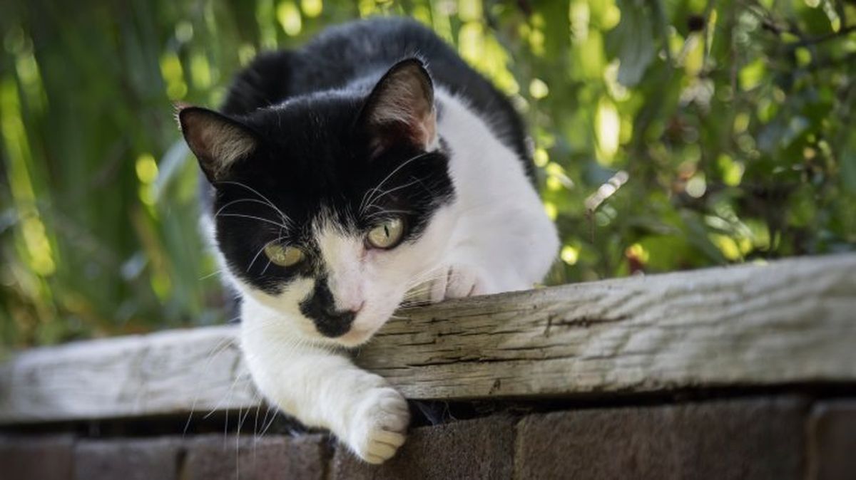 cuidados de los ojos de un gato 8