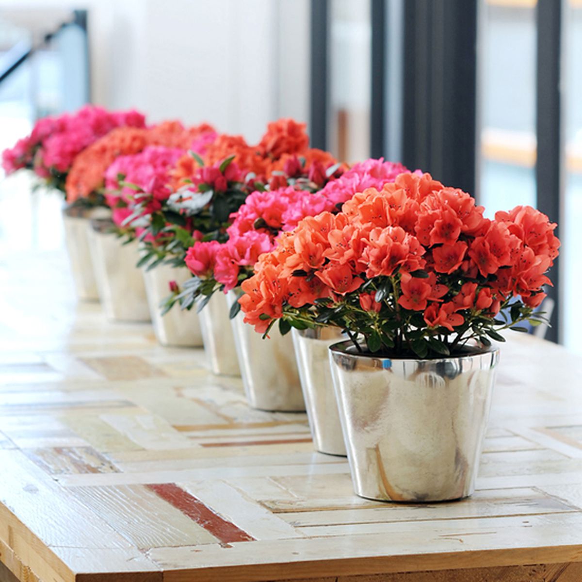 azalea planta diciembre