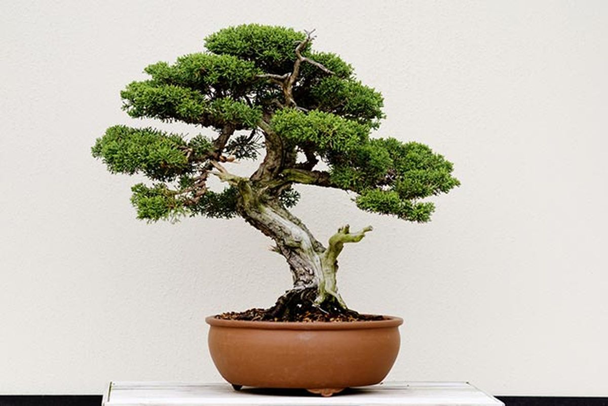 genero juniperus bonsai