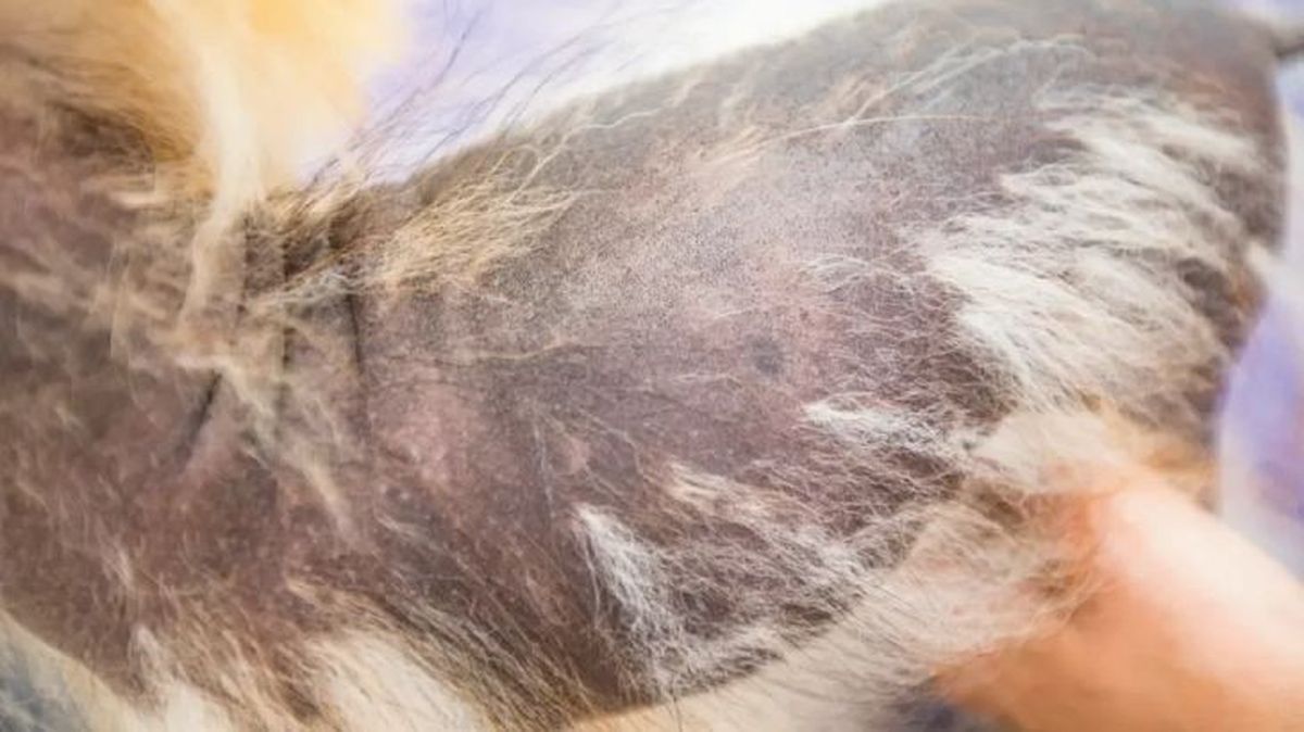 a mi perro se le cae mucho el pelo 2