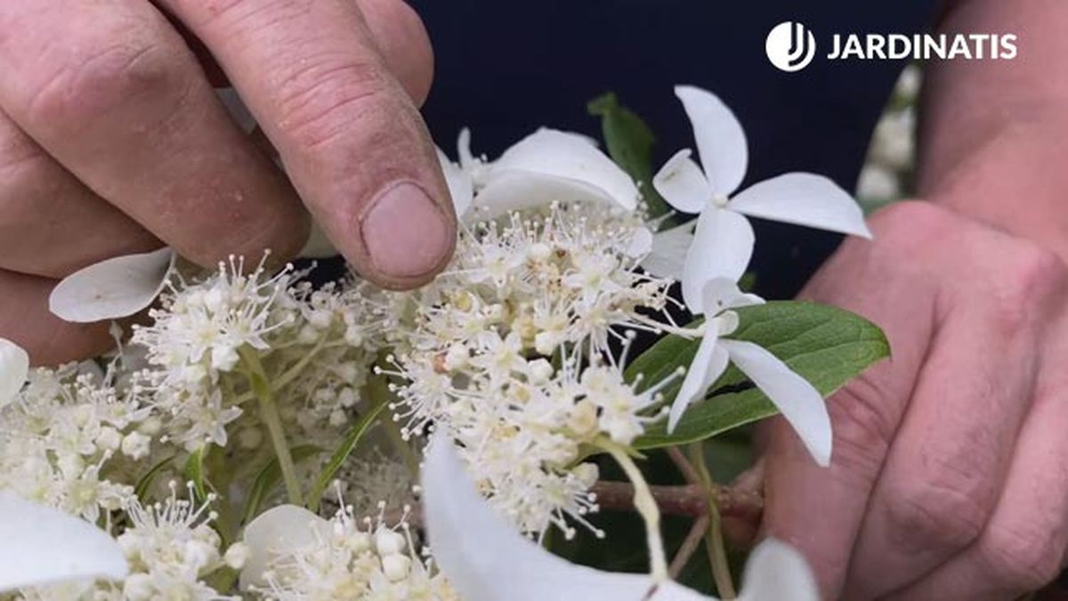 pistilos estambres de flores variedad hydrangea paniculata jardinatis