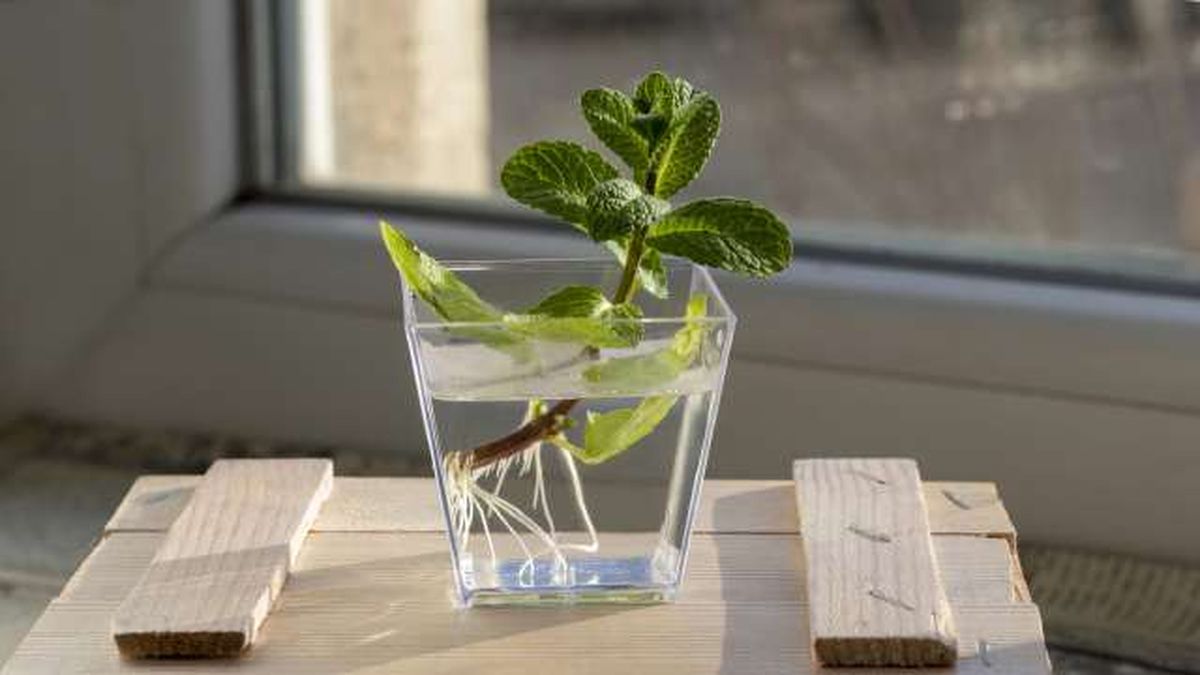 enraizamiento plantas en agua menta