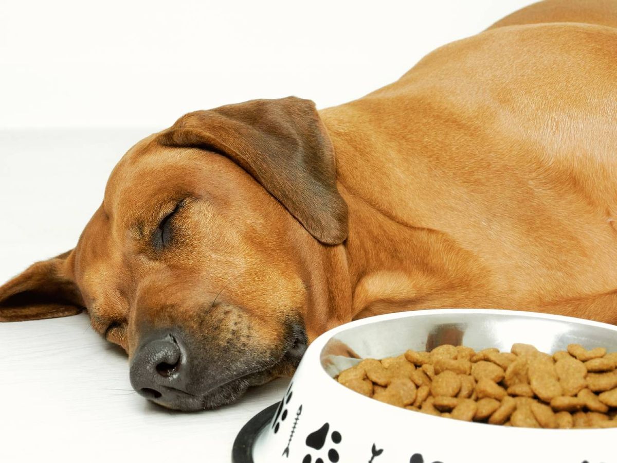 Existen algunos signos clínicos muy evidentes de esta infección parasitaria.