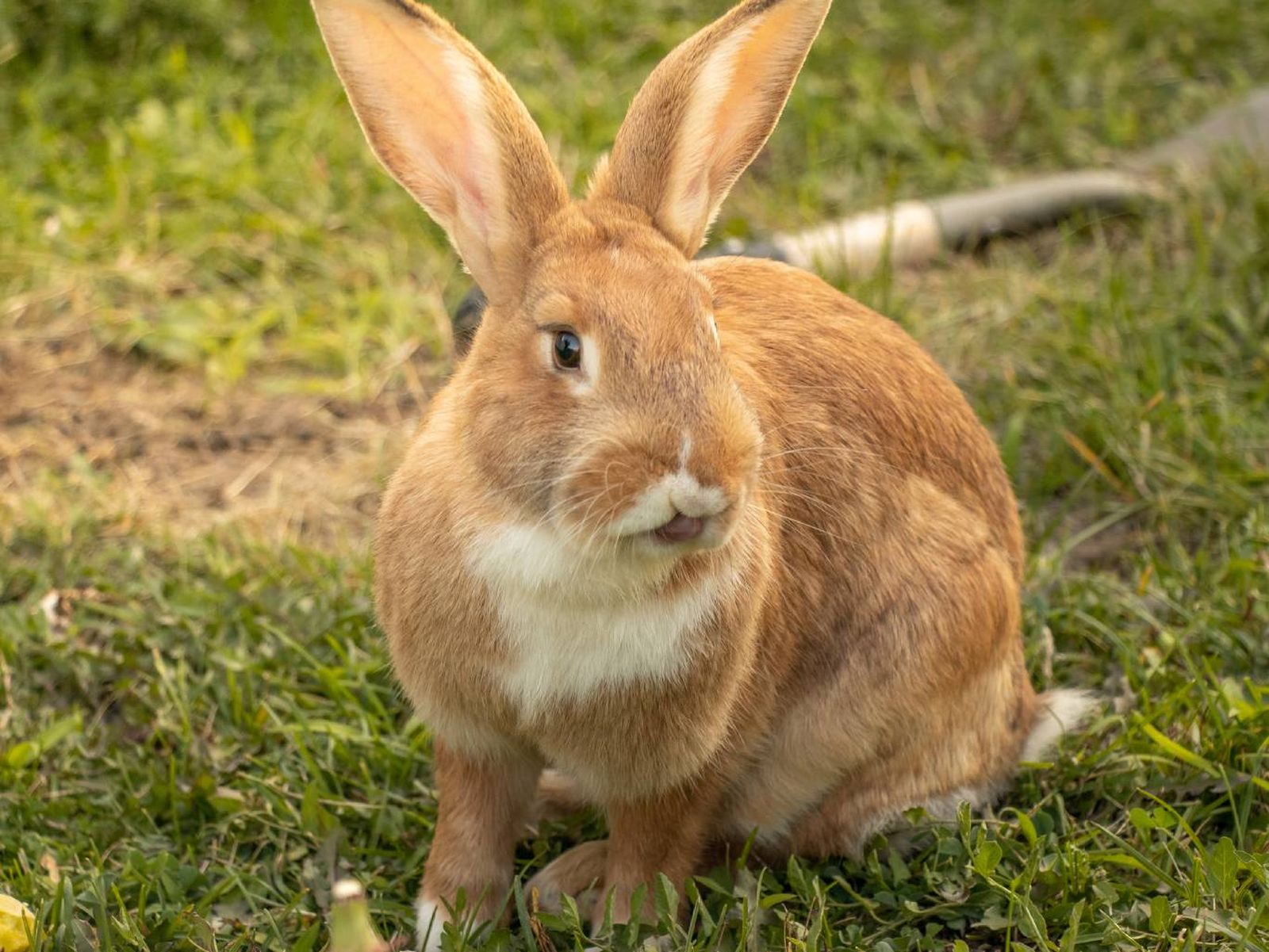 El Gigante de Flandes es una de las razas más grandes (7-10 kg).