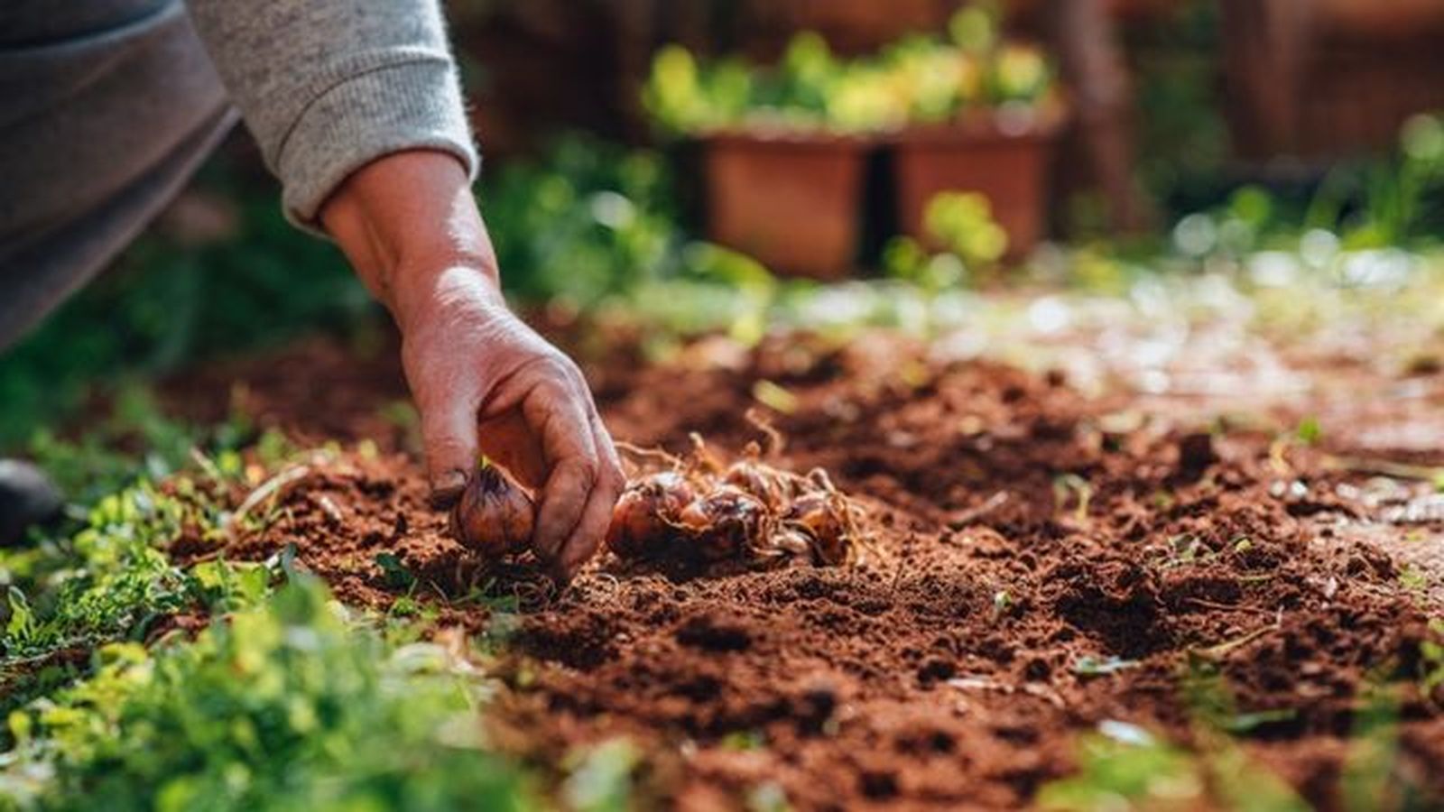 plantacion del azafran