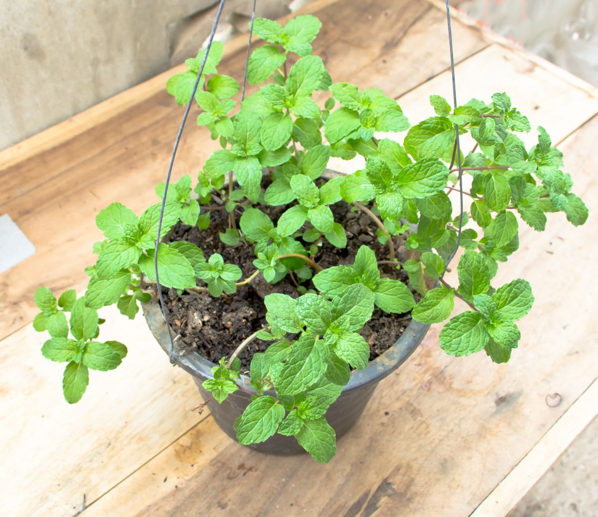 DEKO_578_JARDIN_Reproduccion hierbabuena division mata