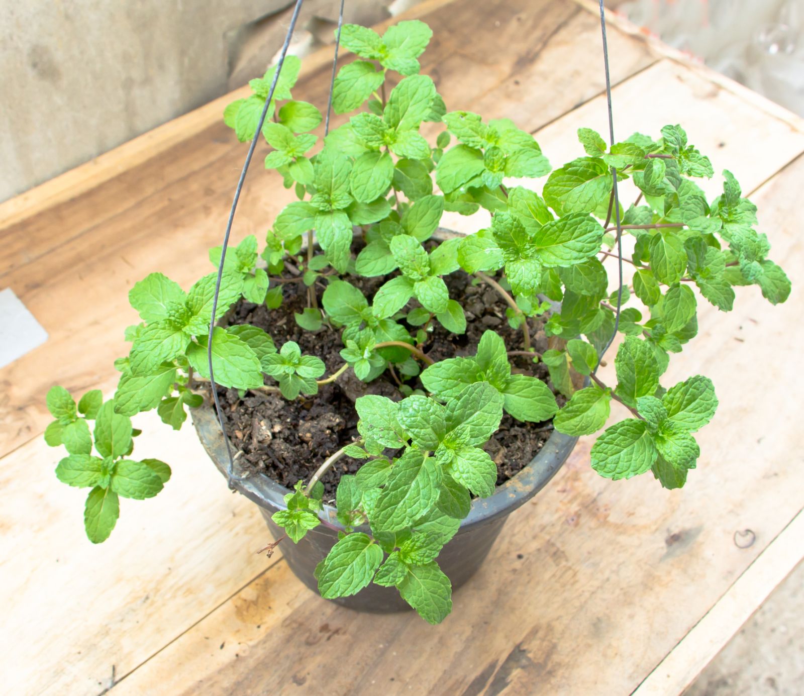 DEKO_578_JARDIN_Reproduccion hierbabuena division mata