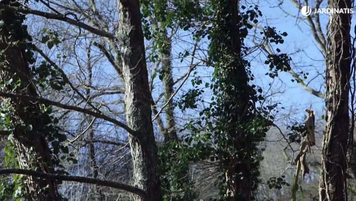 La hiedra no es una planta parásita para los árboles