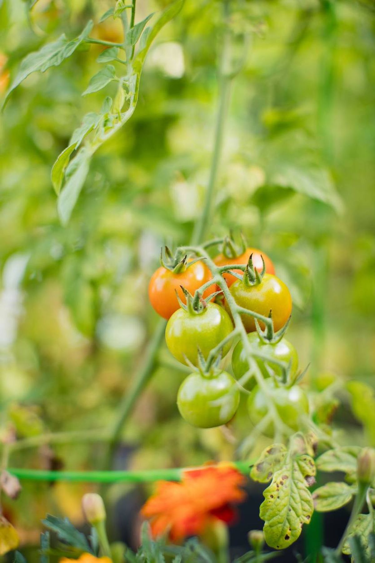 Es habitual plantar tagetes entre las tomateras