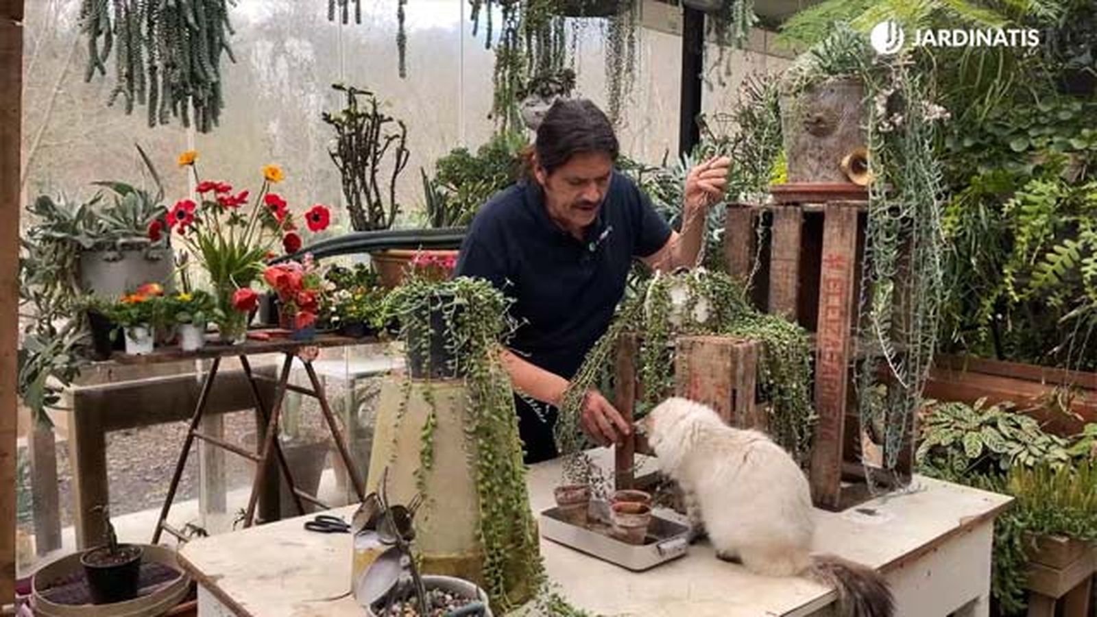 inigo segurola invernadero con suculentas colgantes