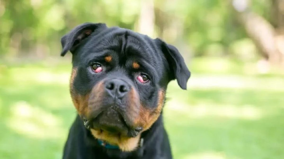 tercer parpado en perros 1