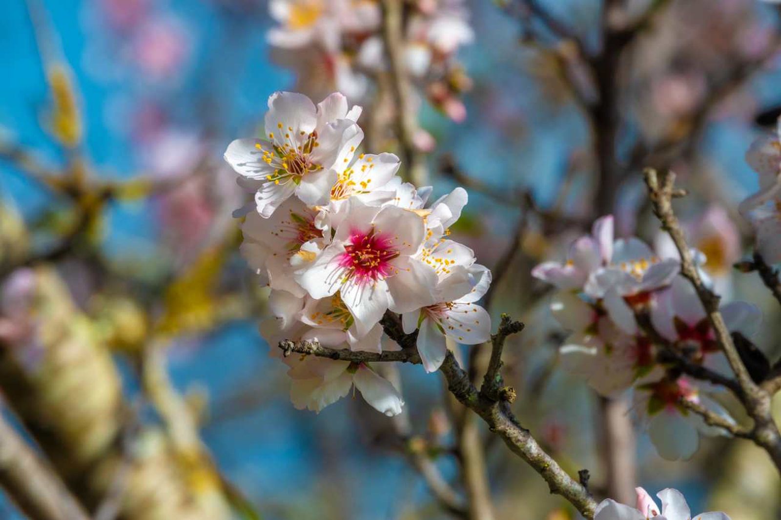 Ciertos árboles nos regalan su delicioso olor a finales de invierno.