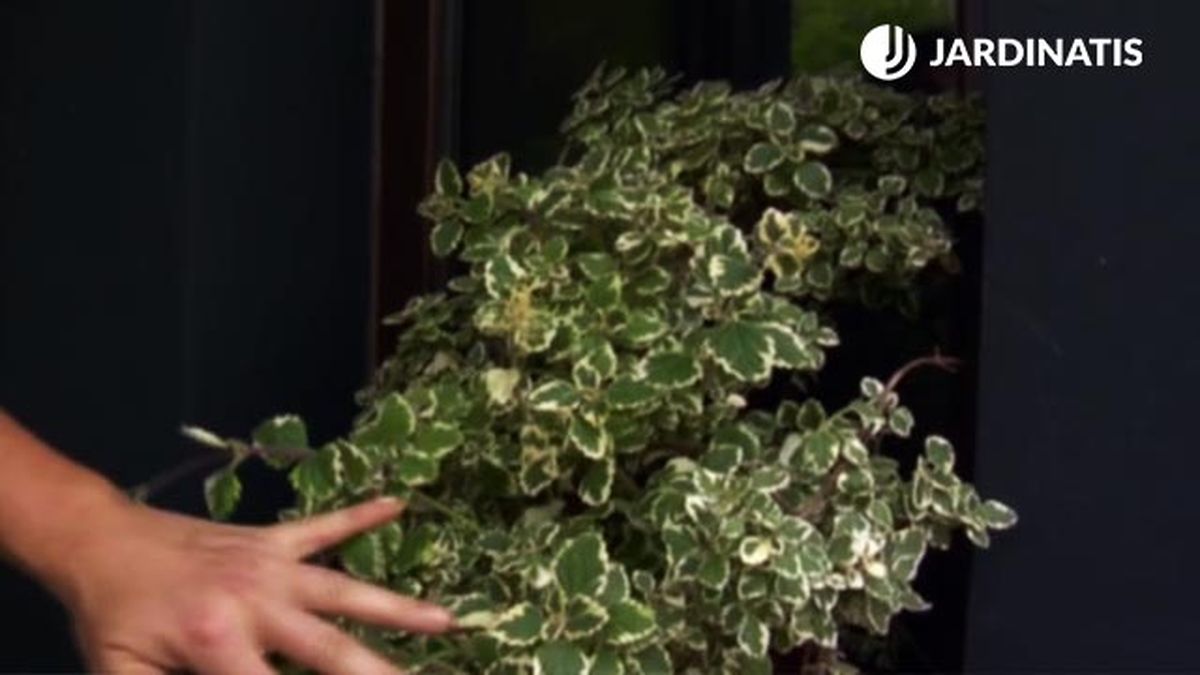 incienso para decorar entrada casa primavera verano deco 576 jardin