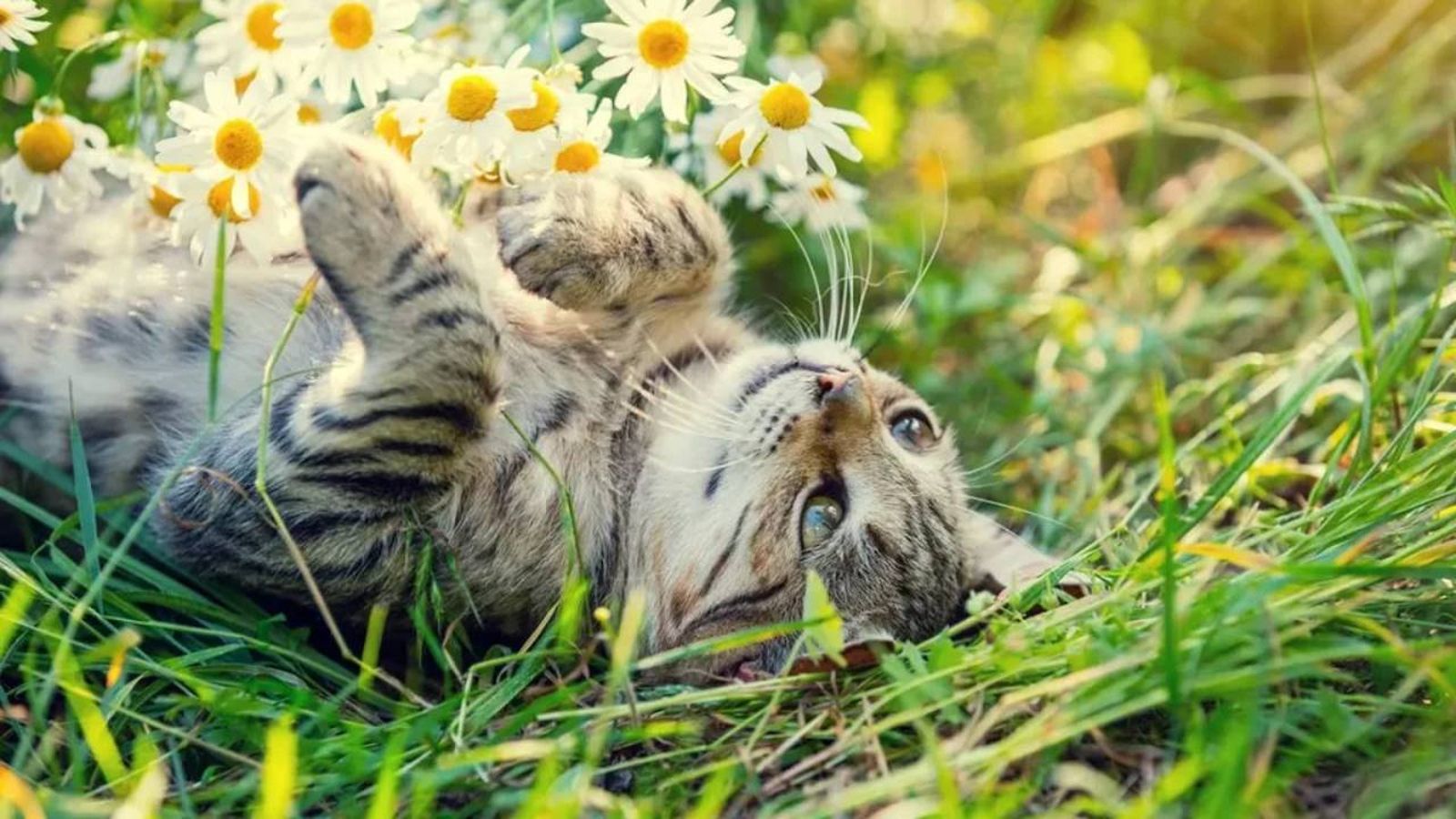 gato tumbado hierba (1)