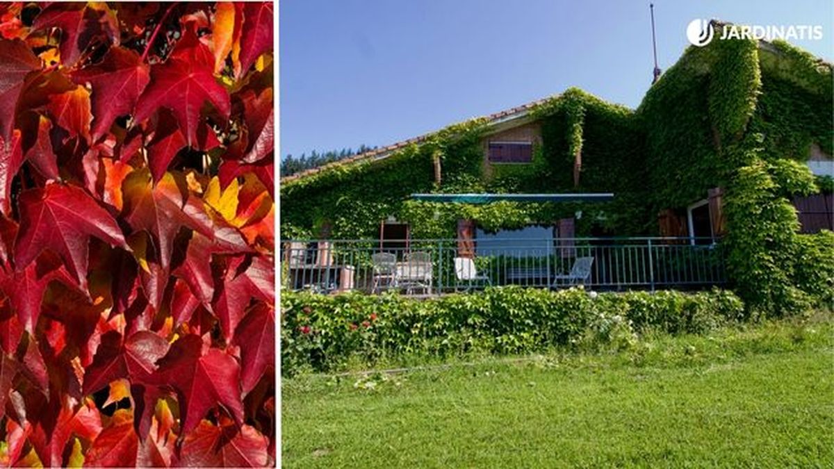 parra virgen parthenocissus tricuspidata hojas rojas y verdes