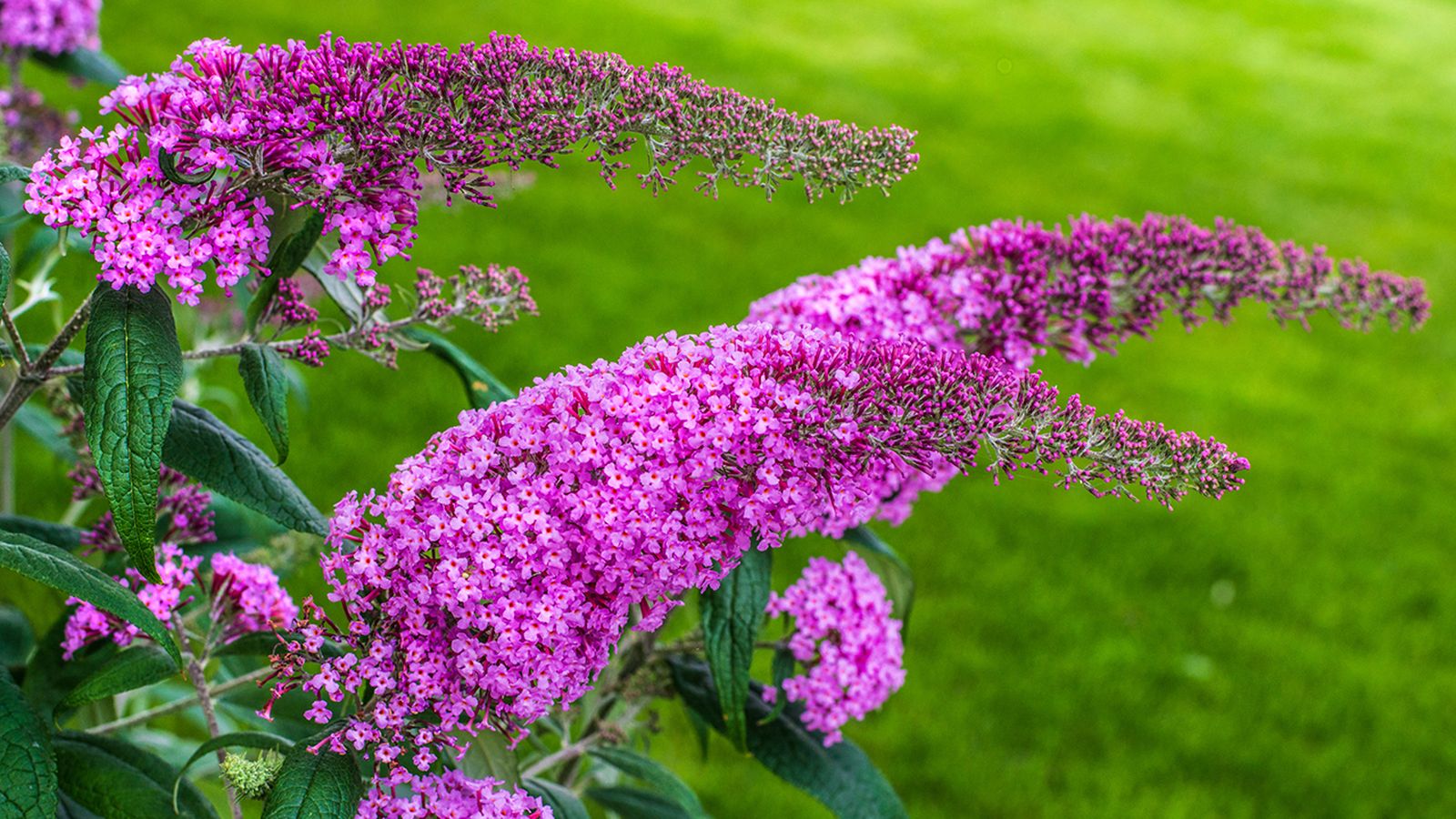 Buddleja davidii carcteristicas cuidados