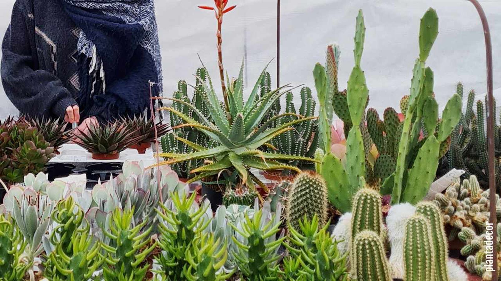 Suculentas en invernadero protegidas del frío del exterior