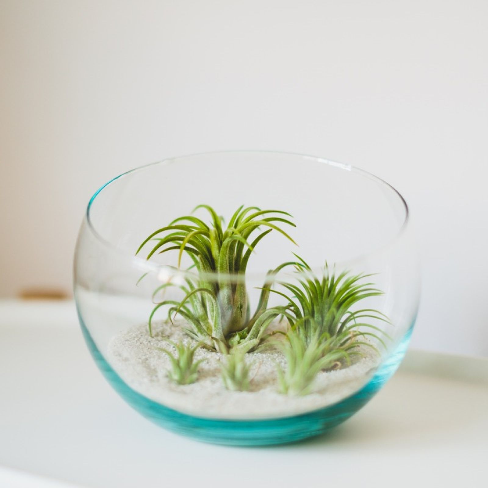 Tillandsia o clavel del aire.
