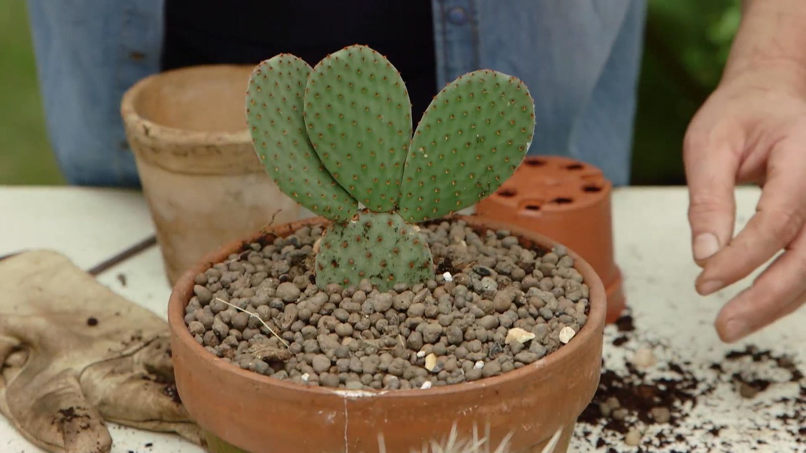 969 opuntias maceta