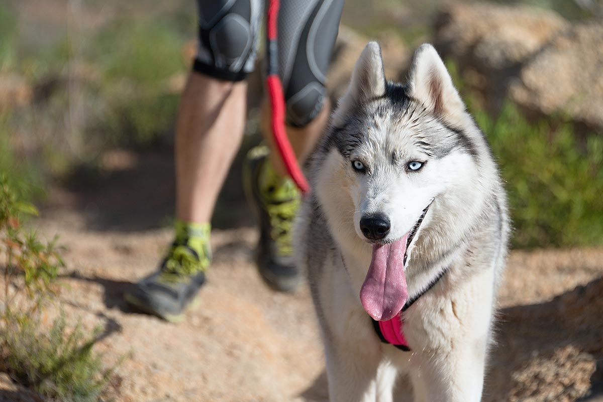 mascotas perros pruebas canicross2