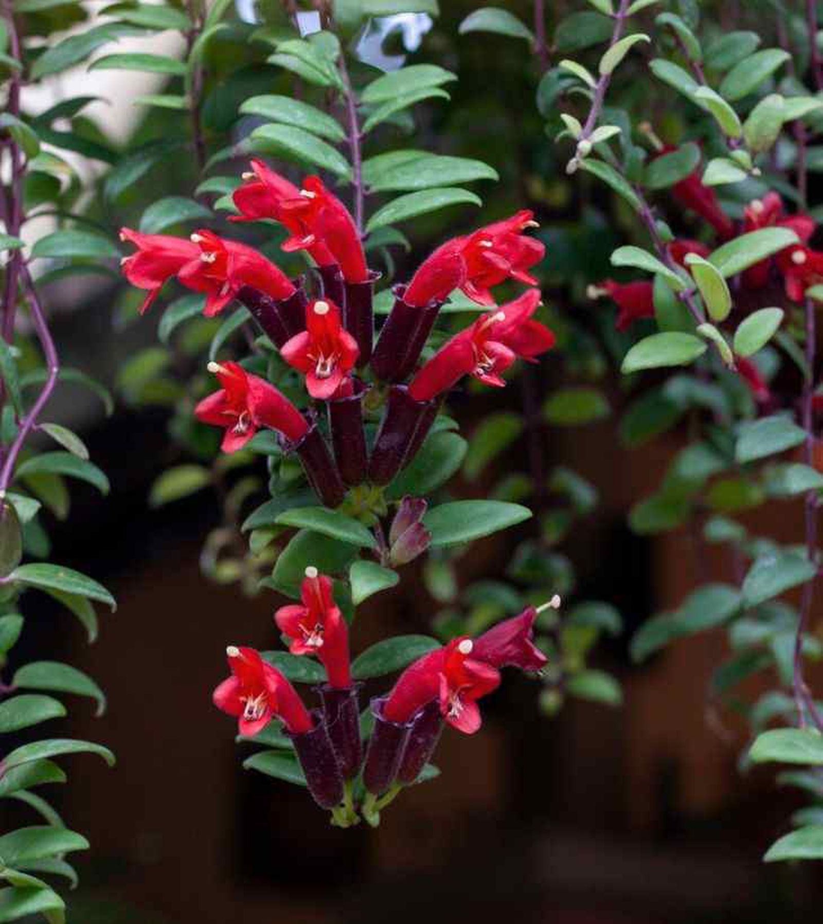 flores Aeschynanthus rasta