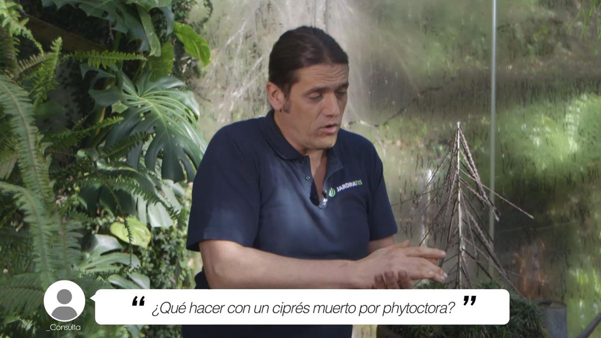 brico 1012 jardin briconsulta cipres muerto por phytoctora xl