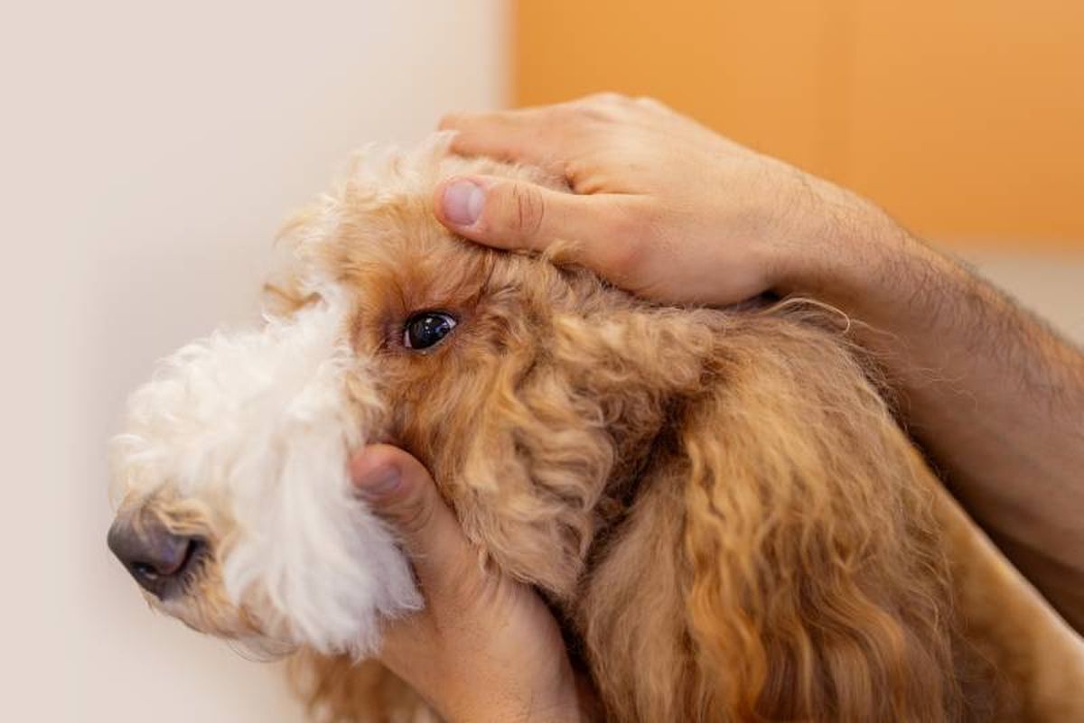 Lleva a tu perro al veterinario si crees que puede tener una úlcera en el ojo.