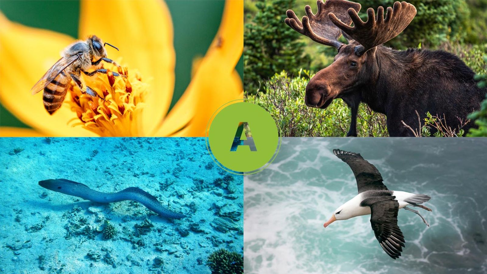 animales que empiezan por a