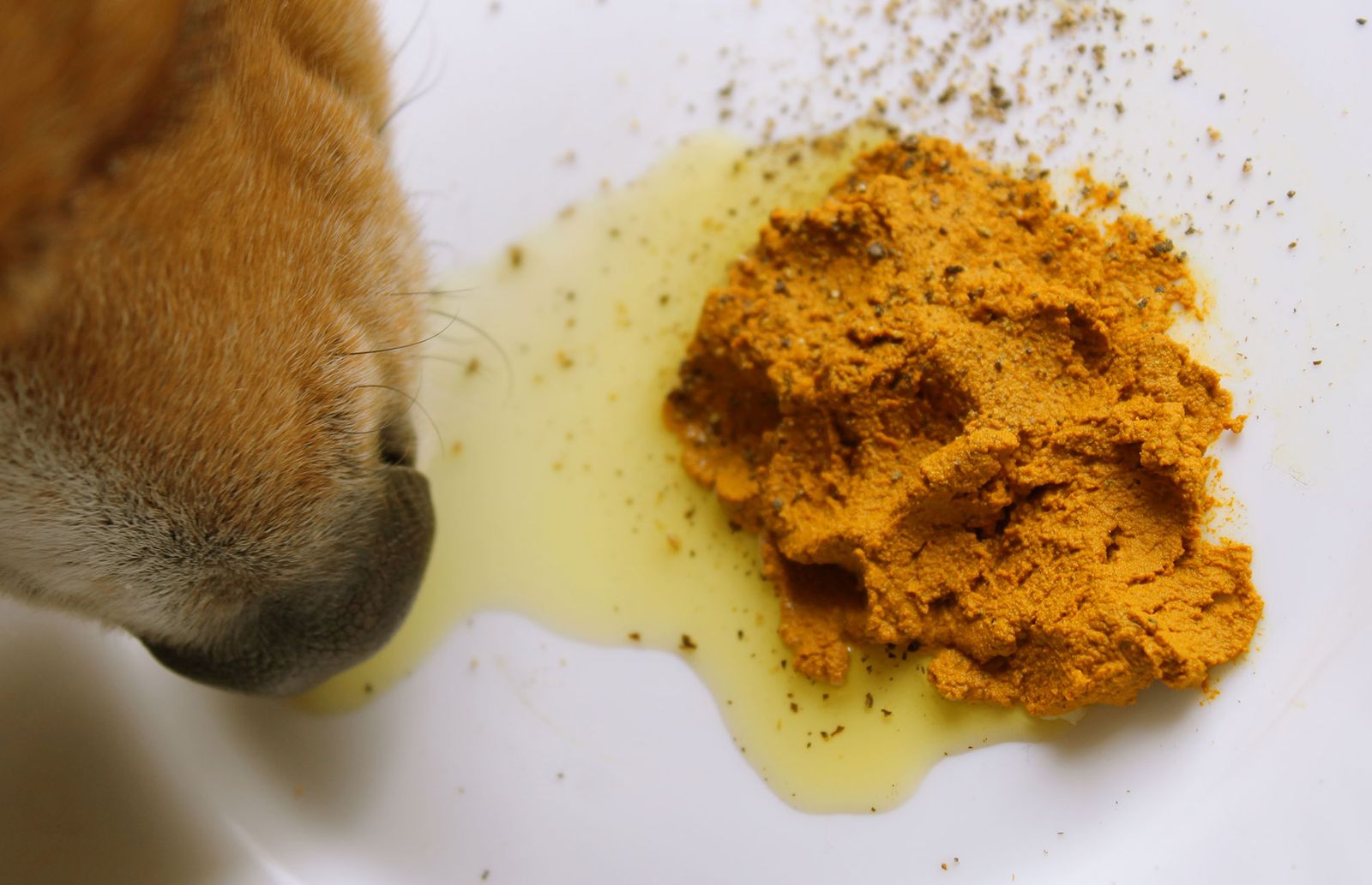 perros salud articular alimentacion curcuma