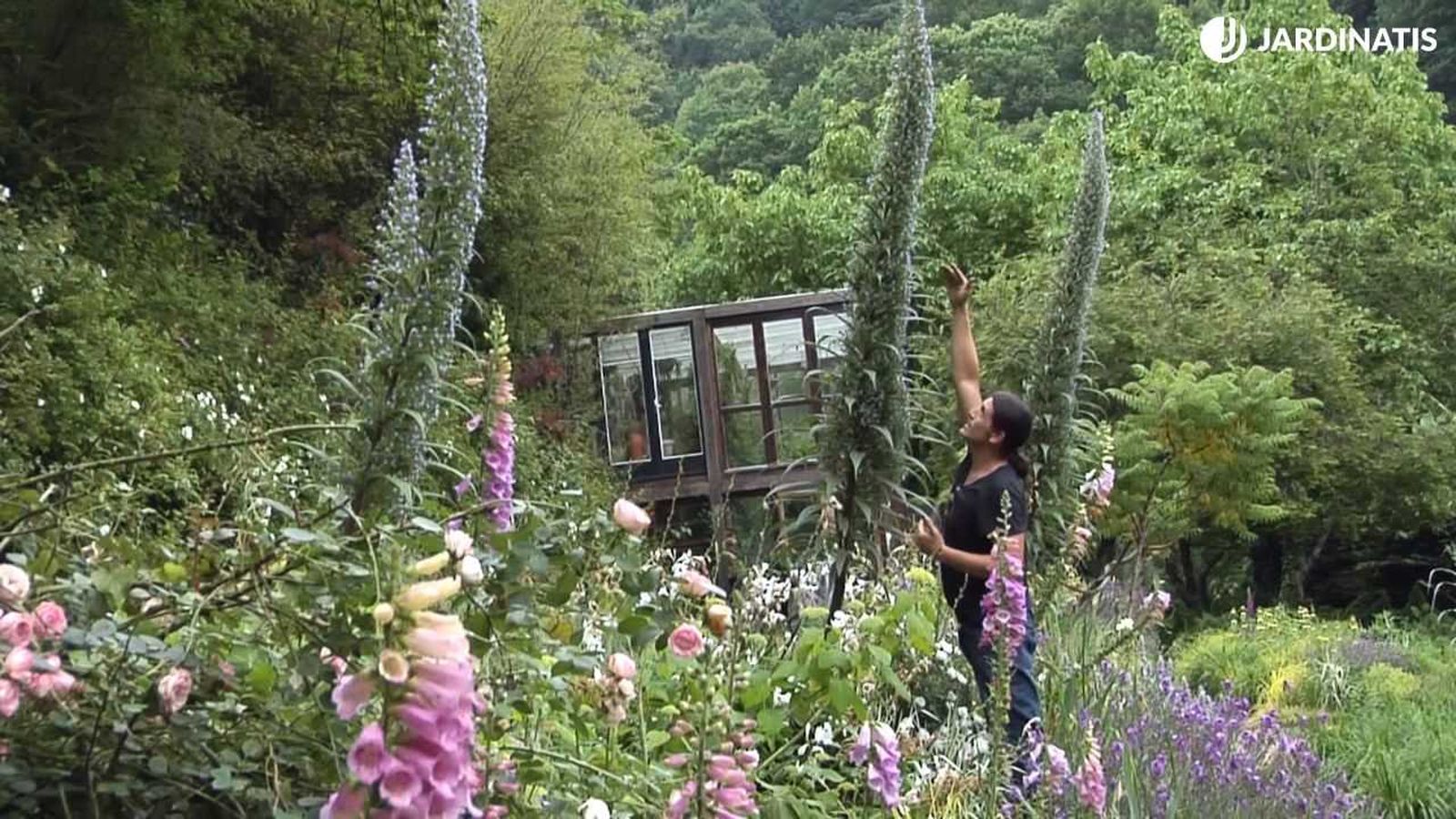 Echium pininana, planta bianual de la isla de La Palma